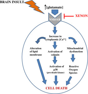 Mechanism of Xenon’s neuroprotective action: The underlying mechanism of action which Xenon exerts its neuroprotective effect is based on blockage of NMDA receptors. Without Xenon blockage, increase in cytoplasmic calcium concentration due to overstimulation of NMDA receptors leads to cell death by various pathways. Xenon inhibits these cascades by competitively binding to glycine site of NMDA receptors. Esencan et al. Medical Gas Research 2013 3:4   doi:10.1186/2045-9912-3-4